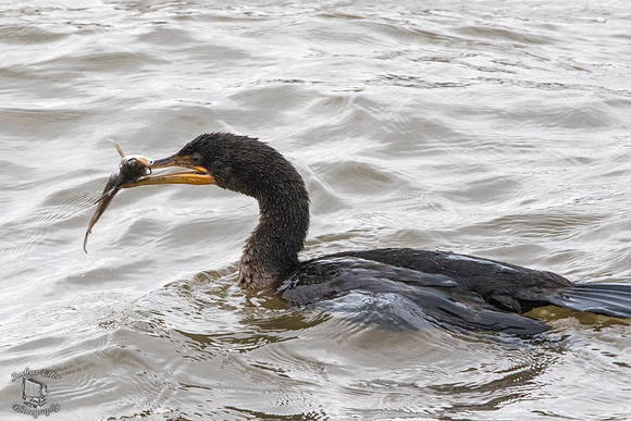 Cormorant