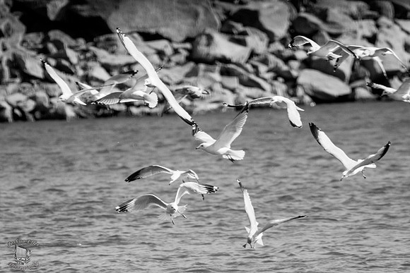 Gulls