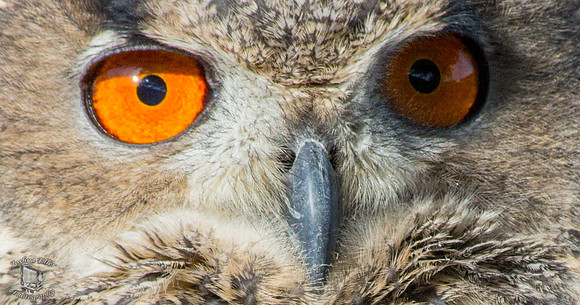 great horned owl