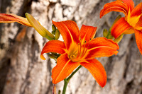 Daylily