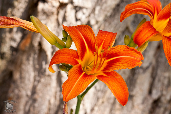 Daylily