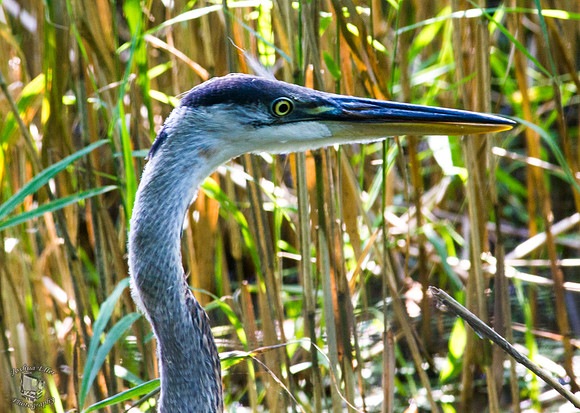Great Blue Heron