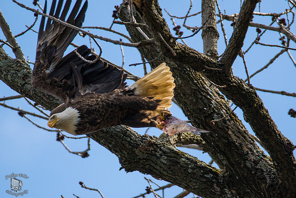 In Flight