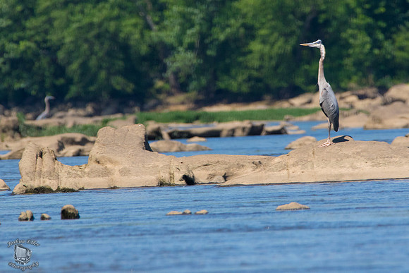 2 Herons