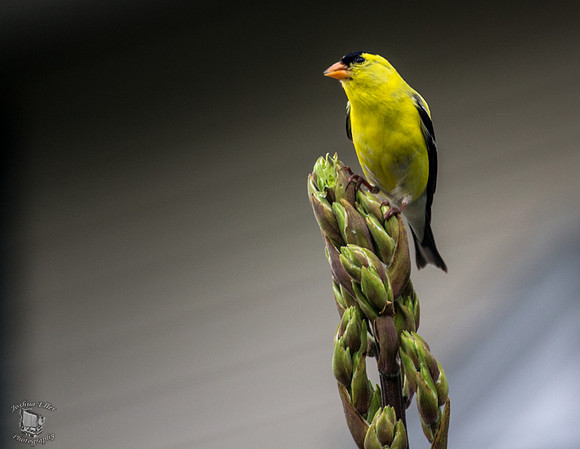 American Goldfinch