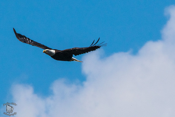 Soaring