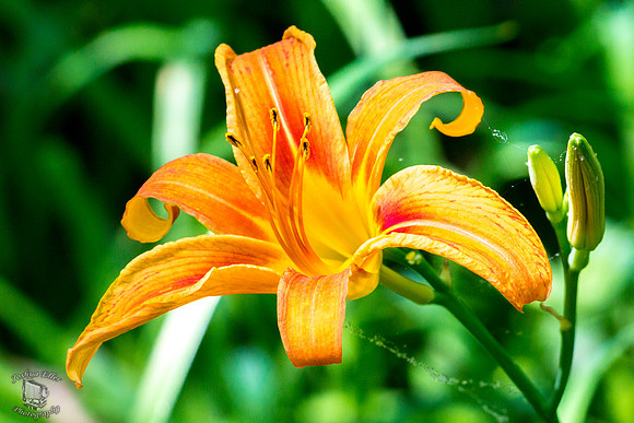 Daylily
