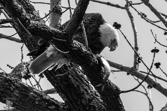 Bald Eagle eating