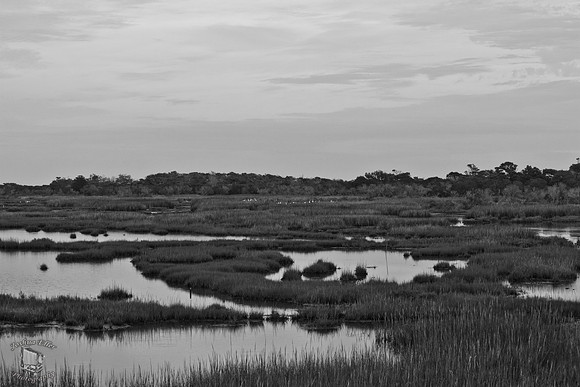 The Saltmarsh