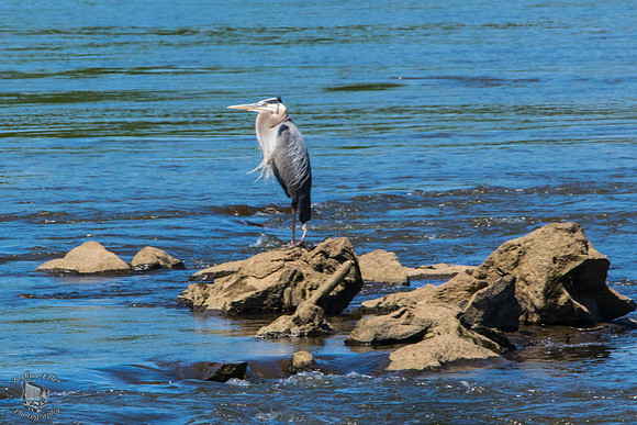 Great Blue Heron