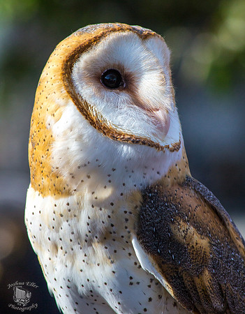Barn Owl