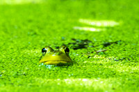 Amphibian & Reptile