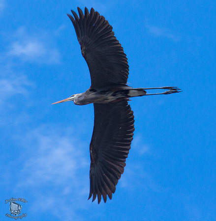 Great Blue Heron