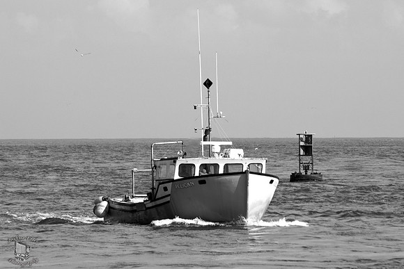 The Pelican