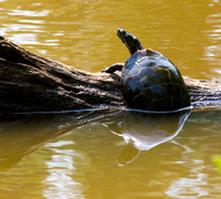 Painted Turtle