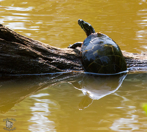 Painted Turtle