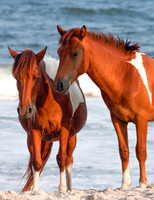 The Ponies