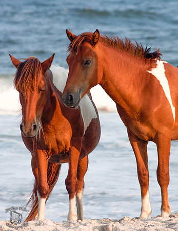 The Ponies