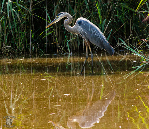 Great Blue Heron