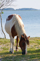 Pony