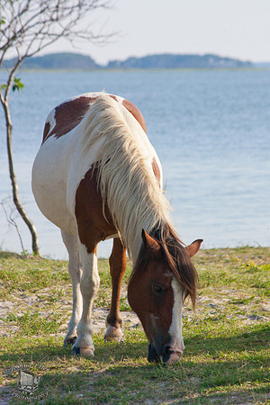 Pony