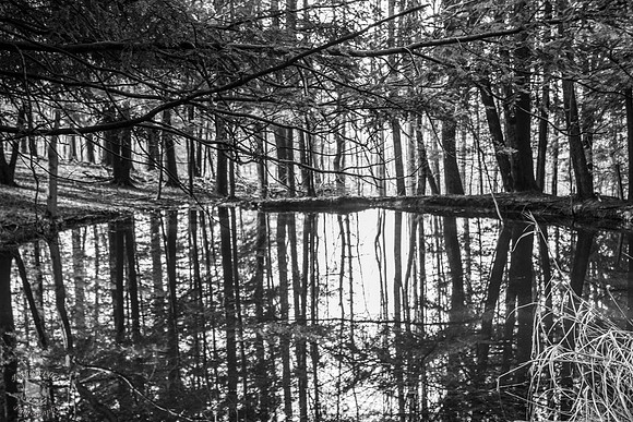 The Pond