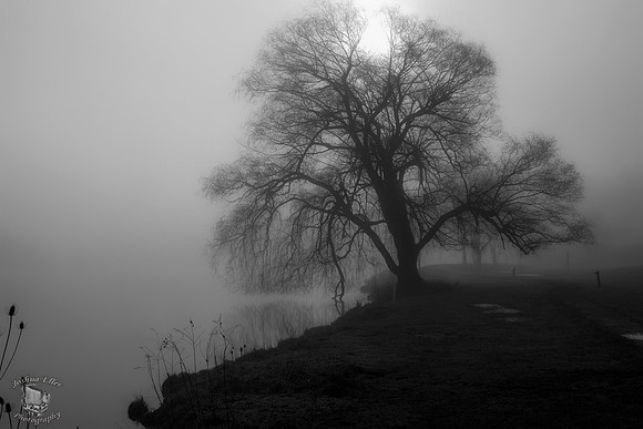 Foggy Morning