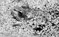 BullFrog