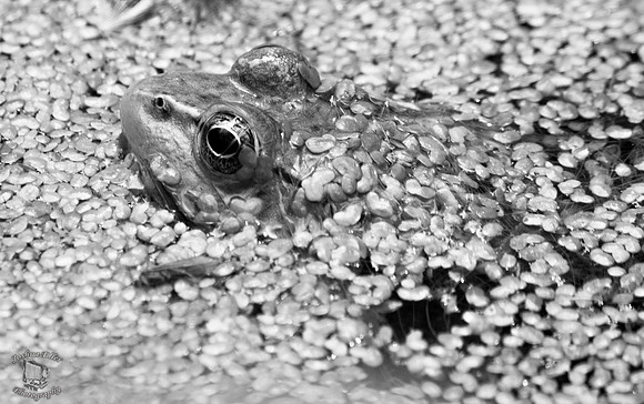 BullFrog