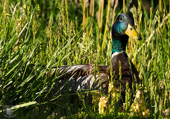 Mallard Duck