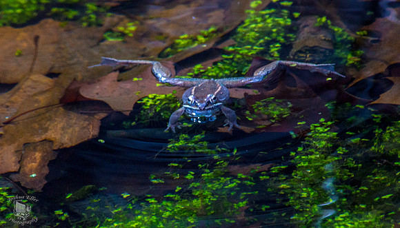 Frog