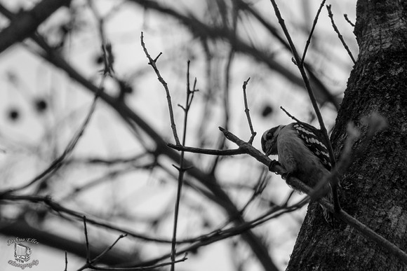 Downy Woodpecker