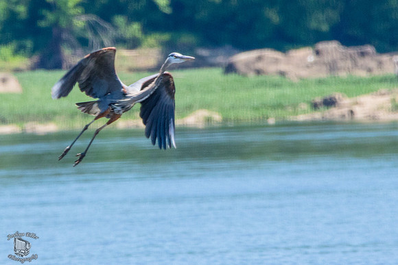 Great Blue Heron
