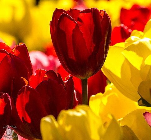 tulip
