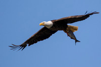 Bald Eagle with fish