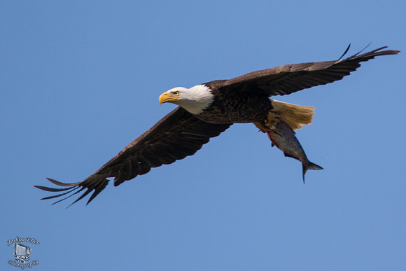 Bald Eagle with fish