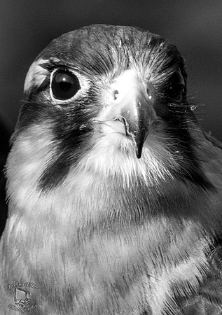 American Kestrel