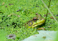 Bullfrog