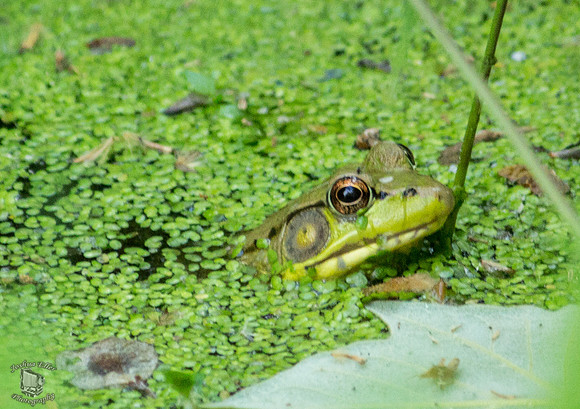 Bullfrog