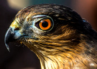 Hawk