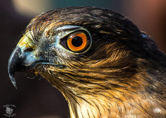 Hawk