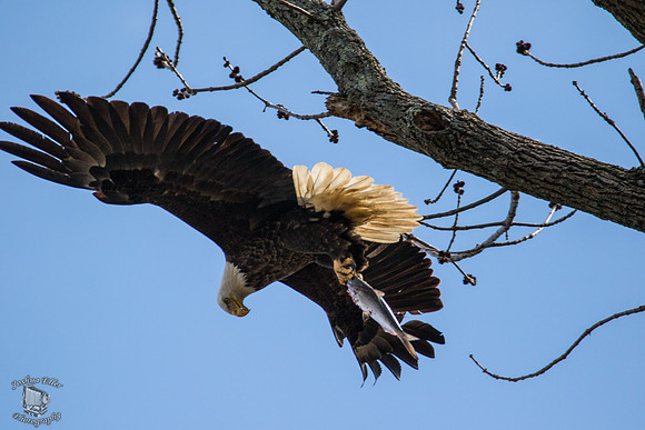 Bald Eagle with fish