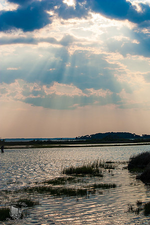 The Marsh