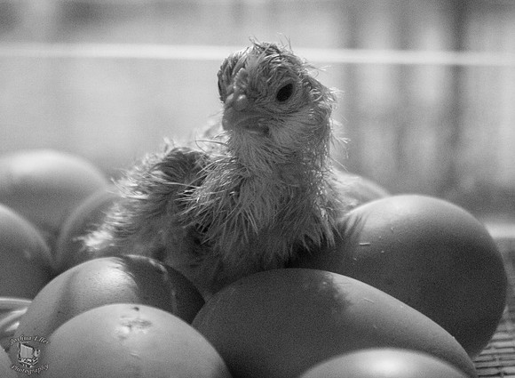Baby Chick