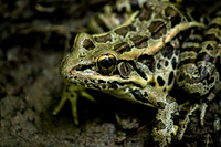 Pickerel Frog