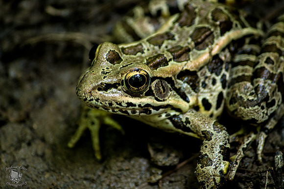 Pickerel Frog