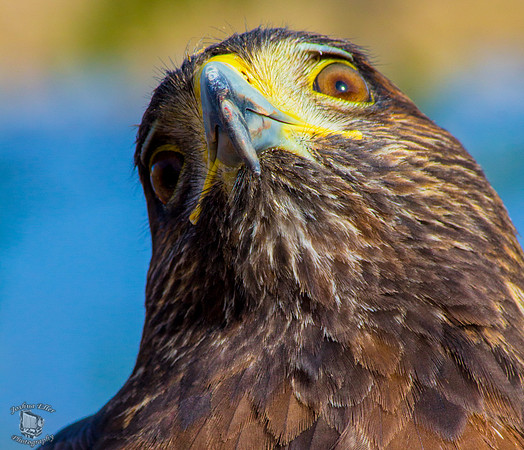 Raptor