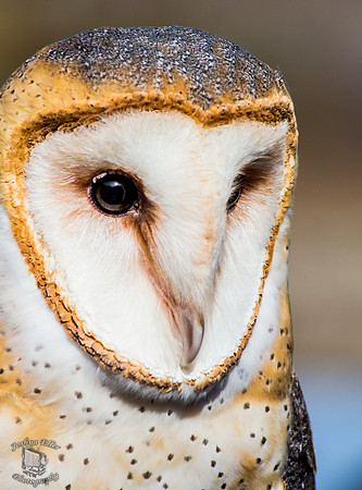 Barn Owl
