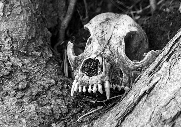 Skull