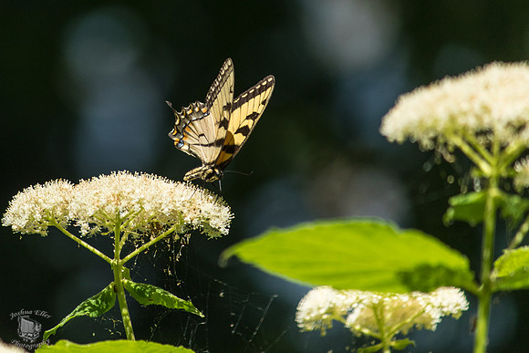 Monarch Butterfly